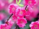 ♫「红梅赞」plum flower