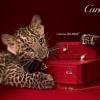 Cartier 广告